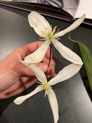 Clematis armandii