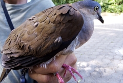 Leptotila plumbeiceps