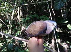 Leptotila plumbeiceps