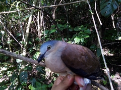 Leptotila plumbeiceps