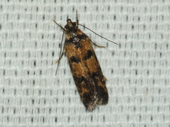 Hemiarcha thermochroa
