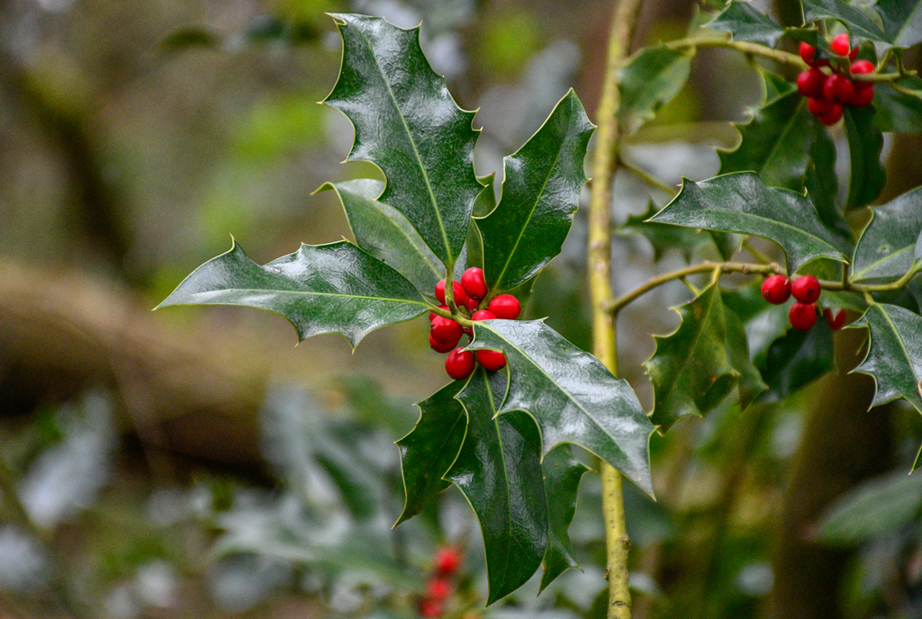 Ilex aquifolium