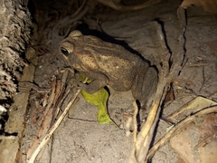 Rhinella horribilis