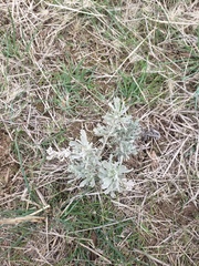Artemisia tridentata tridentata