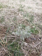 Artemisia tridentata tridentata