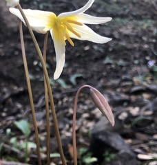 Erythronium helenae