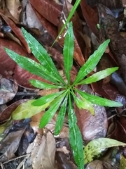 Ardisia cornudentata