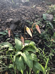Erythronium helenae