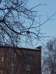 Turdus pilaris