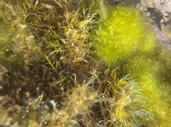 Coelothrix irregularis