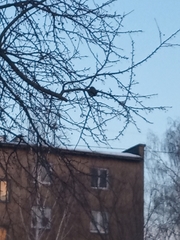 Turdus pilaris