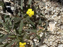 Camissoniopsis pallida