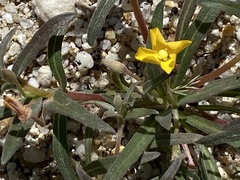 Camissoniopsis pallida