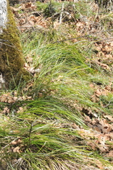 Carex geyeri