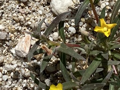 Camissoniopsis pallida