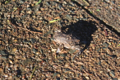 Breviceps