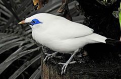 Leucopsar rothschildi