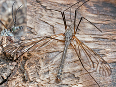 Tipula varipennis