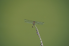 Ictinogomphus pertinax