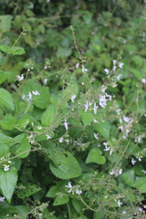 Equilabium laxiflorum