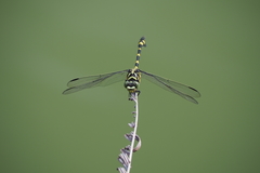 Ictinogomphus pertinax