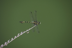 Ictinogomphus pertinax