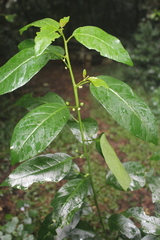 Pseudophyllanthus ovalis