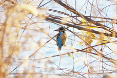 Alcedo atthis