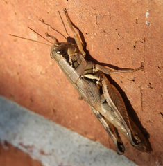 Melanoplus cameronis