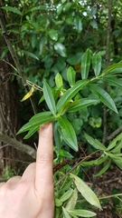 Veronica stricta stricta