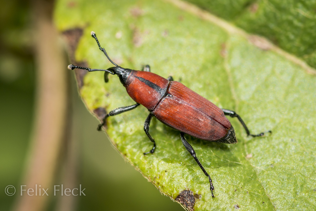 Dryophthorinae
