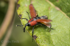 Rhodobaenus sanguineus