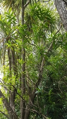 Veronica stricta stricta