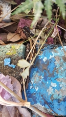 Leptodeira nigrofasciata