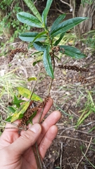 Veronica stricta stricta