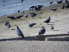 Columba livia domestica