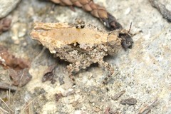 Paratettix mexicanus