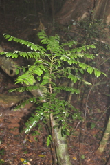 Clausena anisata