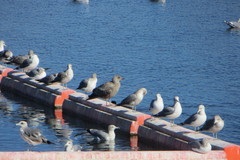 Larus argentatus