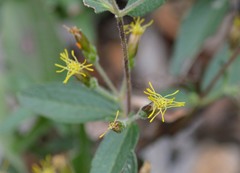 Brickellia cylindracea