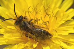 Chlorandrena