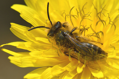 Chlorandrena