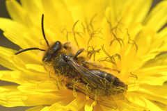 Chlorandrena