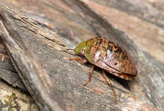 Diolcus chrysorrhoeus