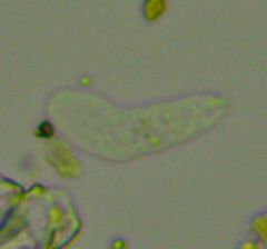 Hartmannellidae