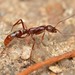 Elongate Razorjaw Ant - Photo (c) Robby Deans, some rights reserved (CC BY-NC), uploaded by Robby Deans