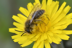 Chlorandrena