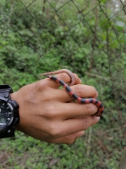 Geophis semidoliatus