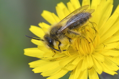 Chlorandrena
