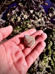 Calliostoma canaliculatum